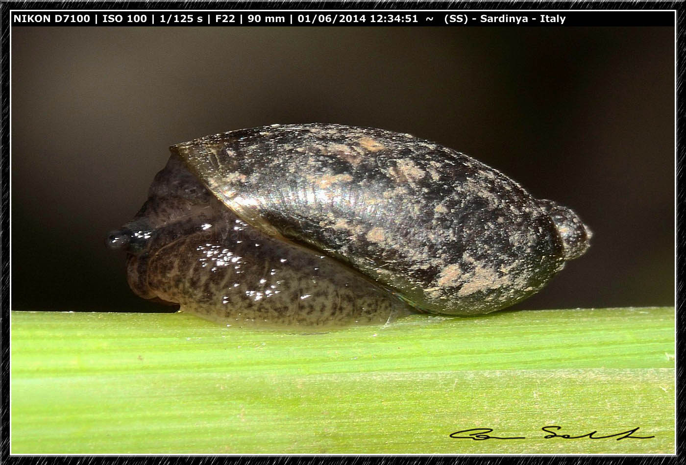 Ricerca Limax in Sardegna